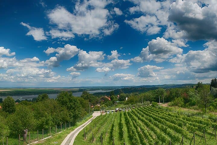 Natural wine tasting with great views