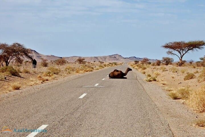 2-Day Private Tour from Marrakech to the Sahara Desert and Camel trek