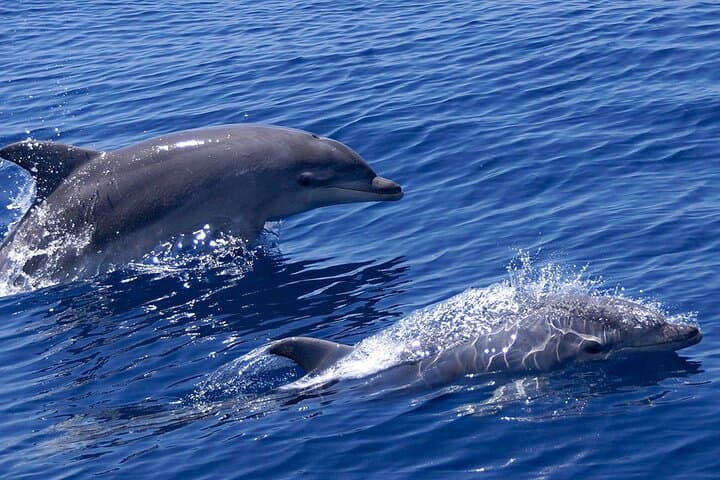 2 Hours Dolphin Watching Cruise in Muscat