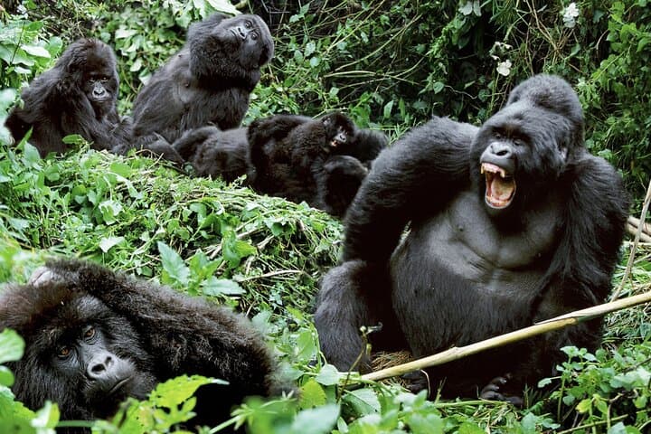 3-Day Climax Guided Gorilla Trekking Mist and Batwa Safari