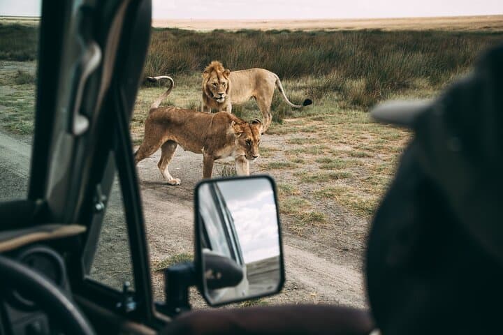 2-Day Mikumi National Park Tour from Zanzibar