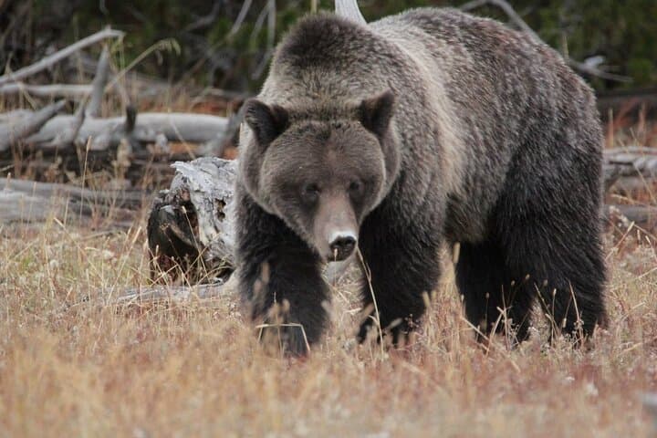 Half-Day Private Breathtaking Tour in Grand Teton National Park
