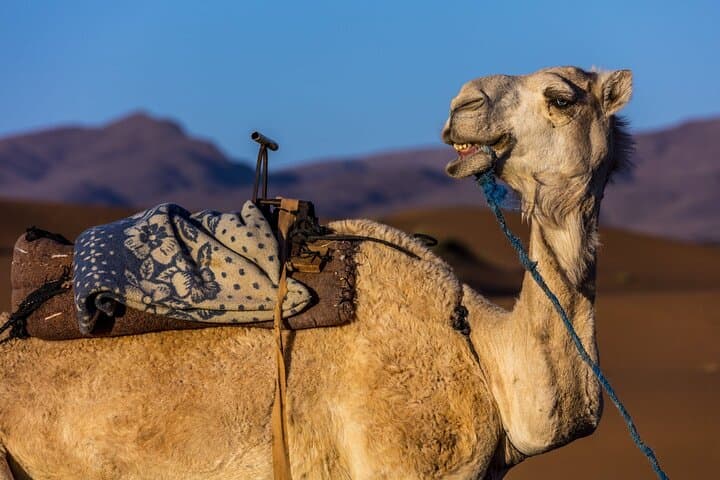 Sunset Camel Trek & BBQ Experience from Agadir