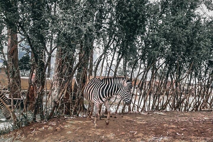 Unity Park Half Day Tour in Ethiopia