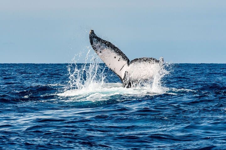 Whale Watching Snorkel Combo