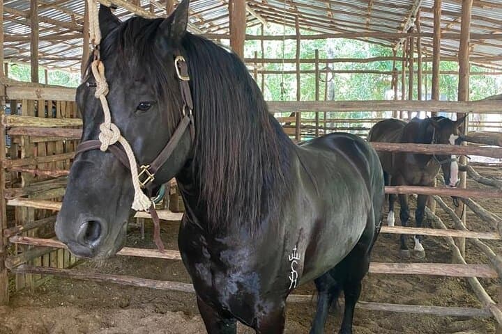 Horseback Riding Ziplines and Cenote Tour with Lunch