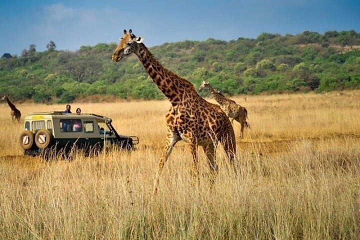 Private Multi-Day Tour in Tanzania Safari