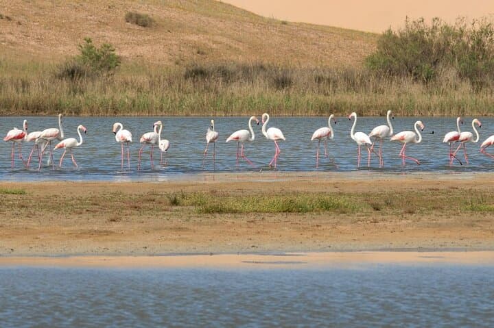 Half-Day Tour in Massa National Park with Professional Guide
