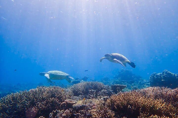 1 Day Diving Experience in Semporna
