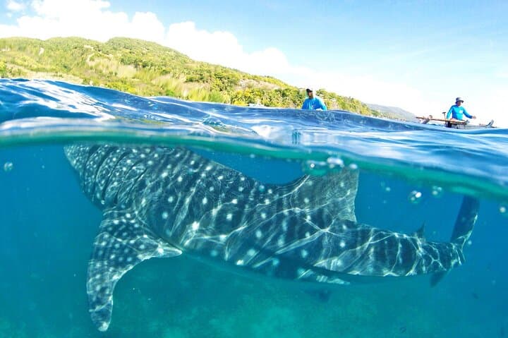 Whale Shark, Canyoneering, Sardines Run and Turtles with Transpo