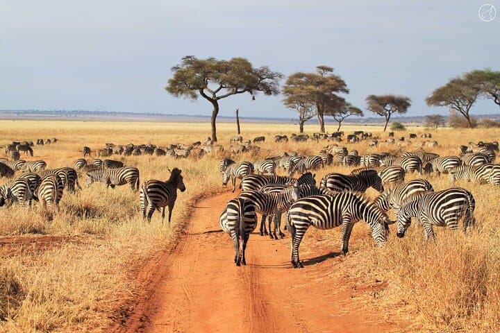 3 Days Serengeti and Ngorongoro Budget Tour