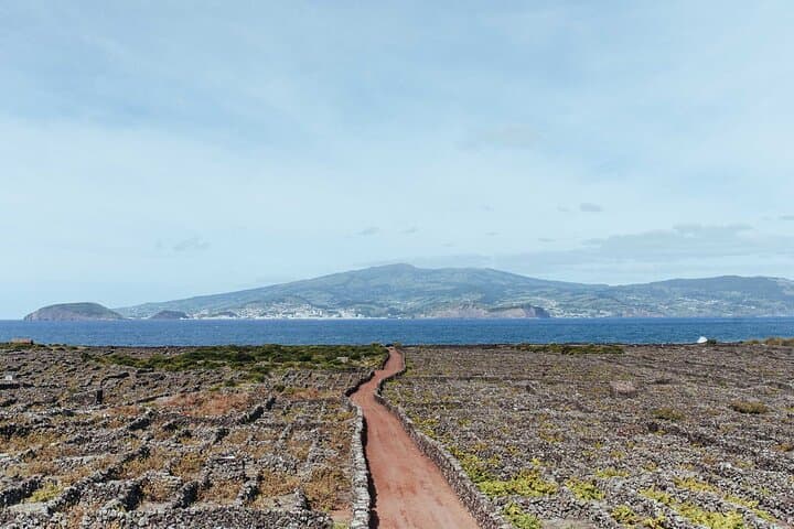 Private Pico Wine Tour (Half Day)