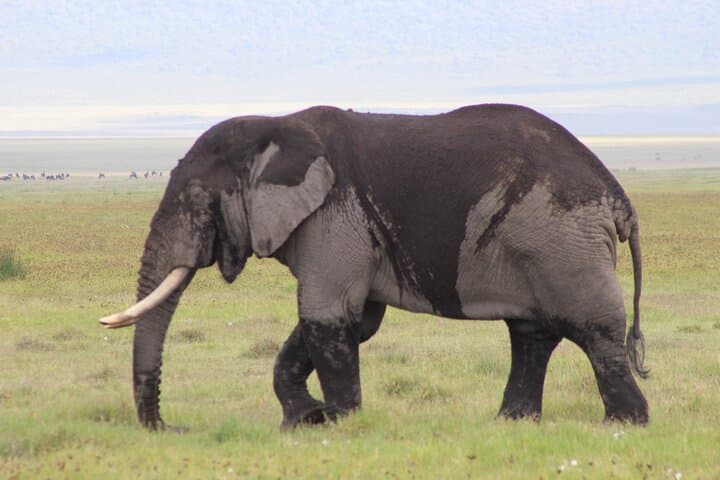 5-Days Private Tanzania Safari Tour