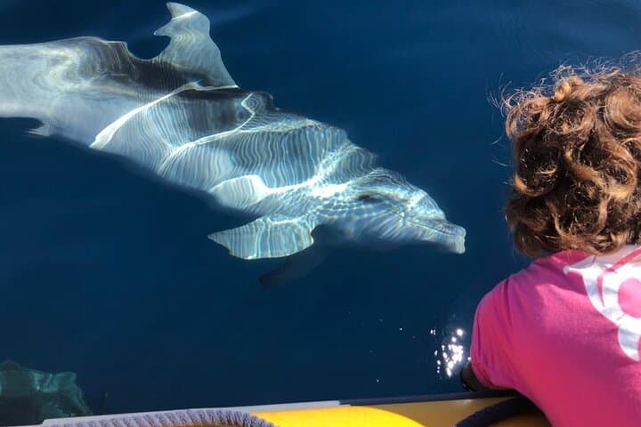 Dolphin watching and snorkeling in Figarolo