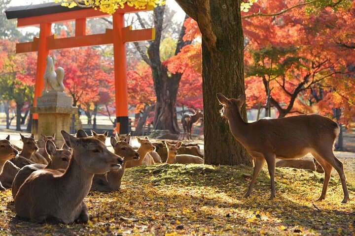 Nara Half Day Walking Tour with English Guide