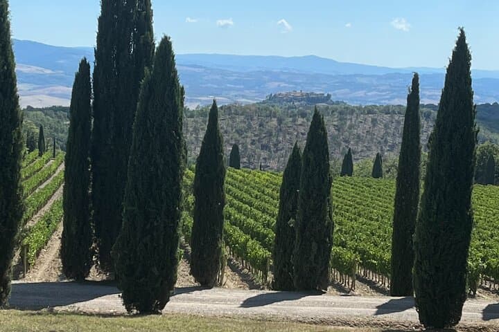 Discover Brunello Wines