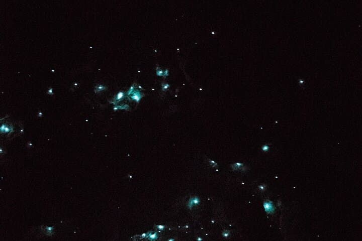 Glow Worm Caves Express Tour in Bay of Islands