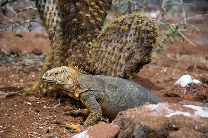 7 Days Galapagos Santa Cruz and Isabela Islands plus Quito Tour