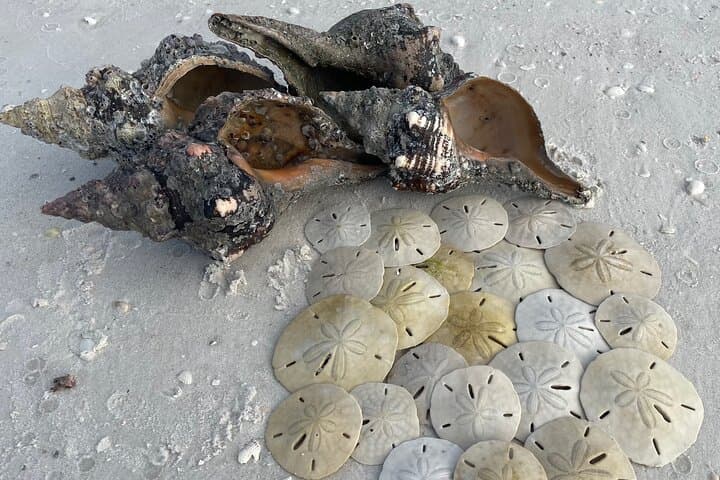 4 Hour Ten Thousand Islands Shelling Trip
