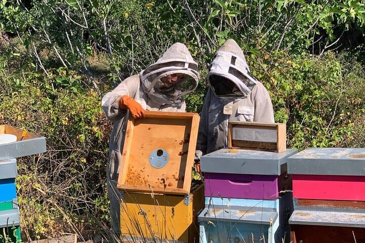 Experience bees from the beehive to the honey jar and taste honey