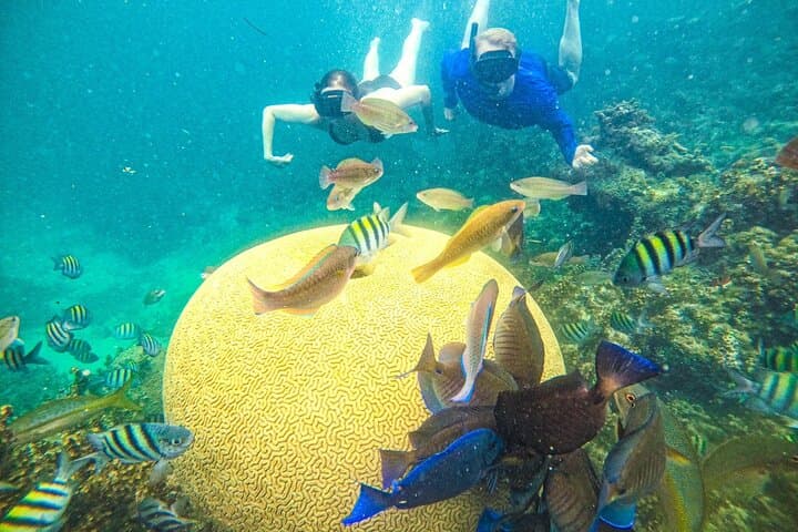 Snorkel Lovers for All Ages & Premium Seafood Lunch in Punta Cana