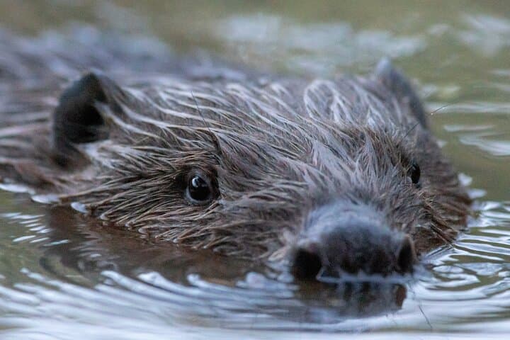 Beaver safari and the magic of Hortobágy