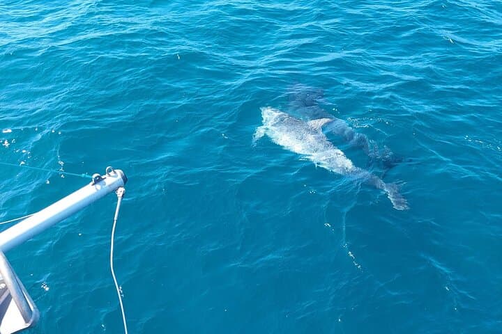Dolphin trips on a catamaran