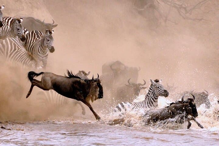 10 Days Wildebeest Migration Safari – Mid Range