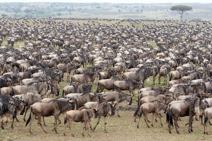 10 Days Luxury Wildebeest Migration Safari