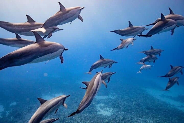Lanai Eco-Raft Snorkel & Dolphin Watch Small Group Tour from Maui