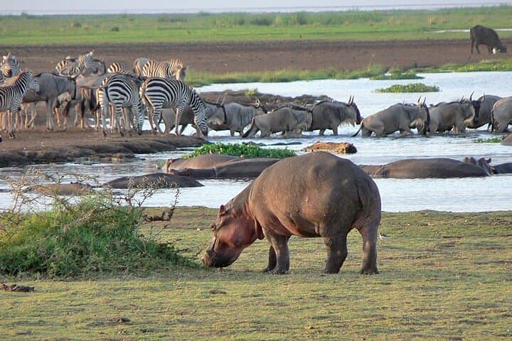 4 Day Private Tour Throughout Tarangire, Serengeti and Ngorongoro