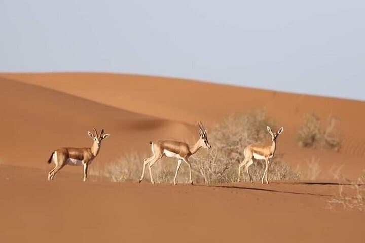 Agadir Jeep Safari & National Park including lunch & hotel pickup