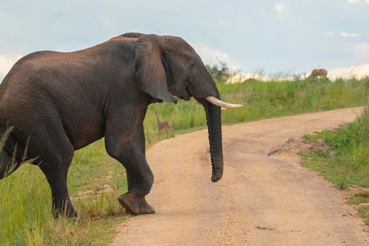 10 Days Private Uganda Safari with Pick-up