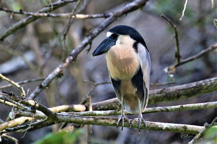 Bird Watching Tour Huatulco HT