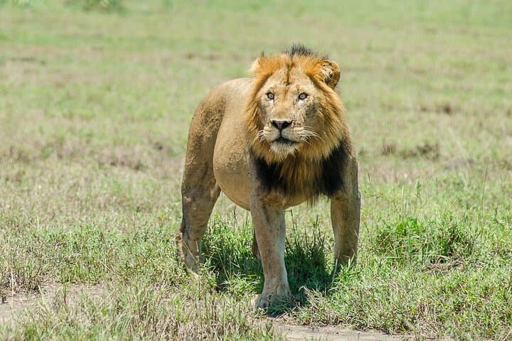Private Safari to Kibale and Murchison Falls
