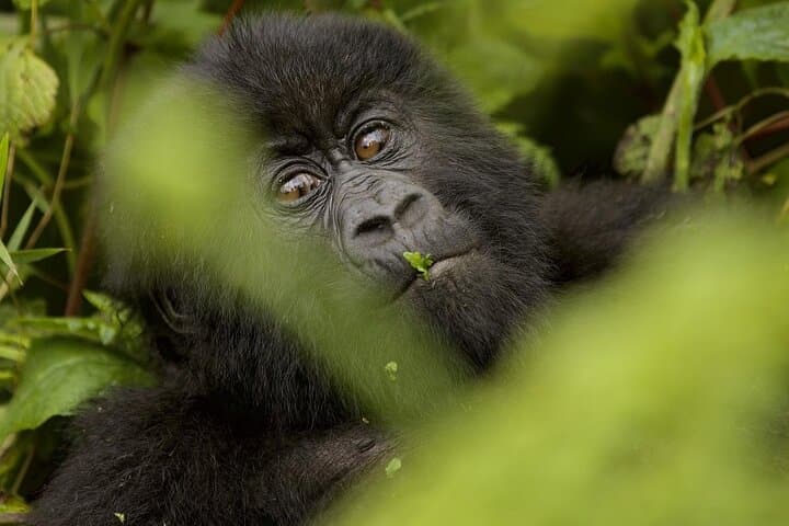6 days Private Rwanda Primates and Wildlife Experience Tour