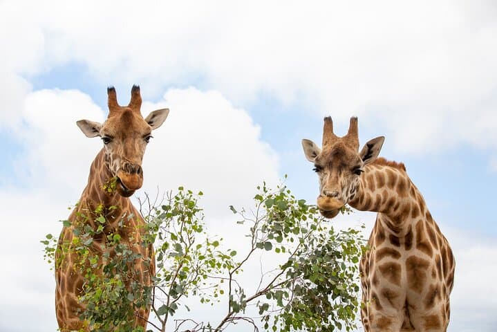 Giraffe Experience at Werribee Open Range Zoo - excl. entry