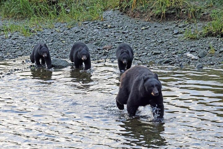 Private Alaska Native Excursion (Cultural, Scenic Experience)