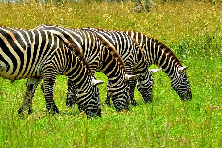 lake mburo national park
