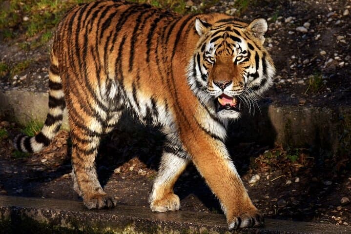 From Jaipur: Ranthambore Tiger Safari Same Day Trip