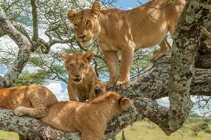 5-Day Queen, Bwindi and Kibale Wildlife Tour from Entebbe