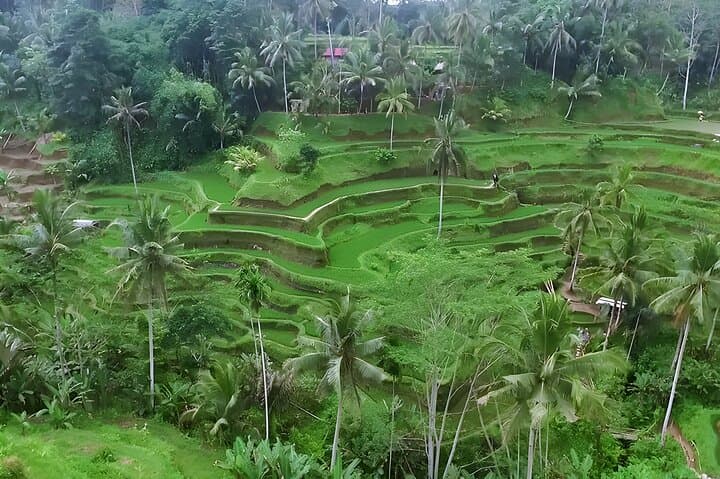 Private Half-Day Tour: The Best Ubud Half Day Trip Packages