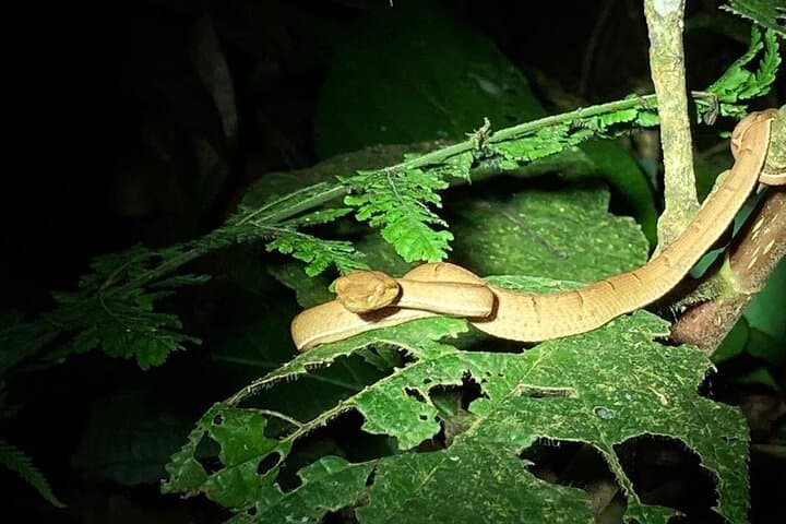 Night Adventures in Monteverde