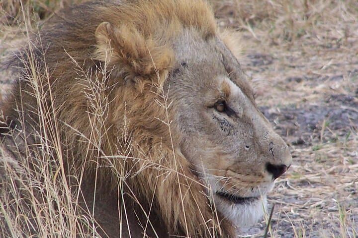 17 Days Buffalo Track Botswana Private Tour