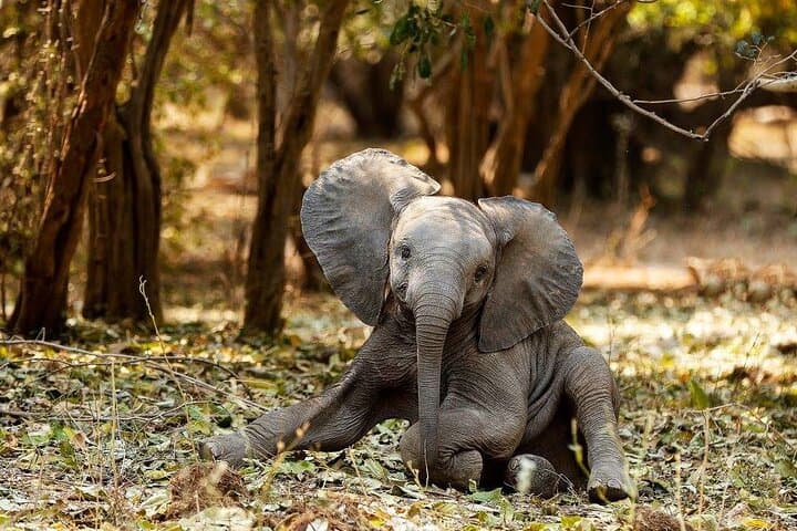 Chobe Safari Day Trip from Victoria Falls- Small group