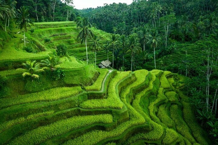 Ubud Tour With Monkey Forest, Rice Terrace, Waterfall, Temple