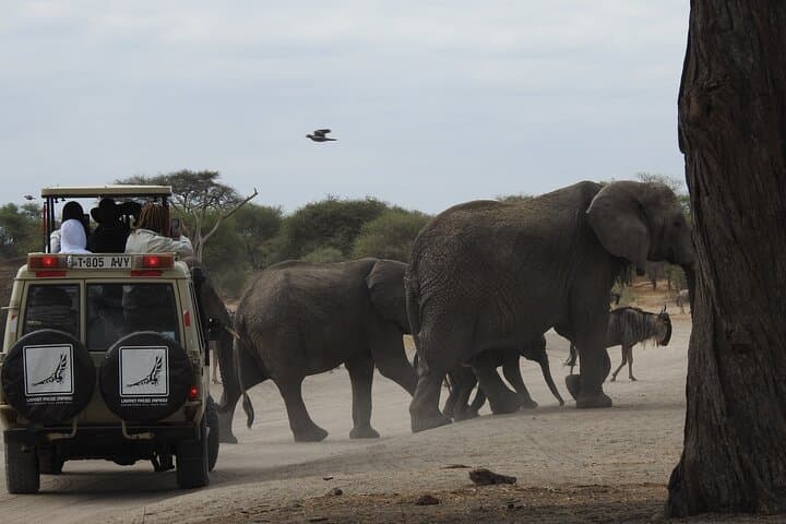 8-Day Mid-Range Serengeti Migration Safari