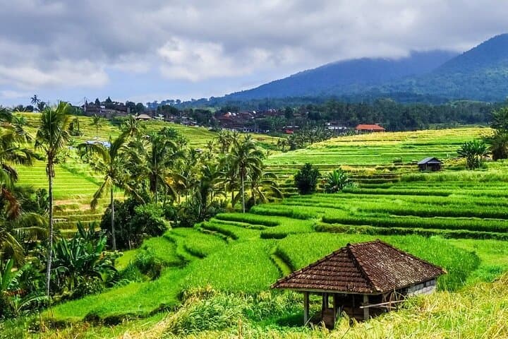 Jatiluwih UNESCO Rice Terraces: Self-Guided Walk