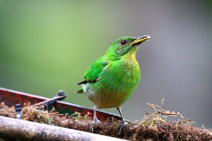 Cali: Bird Watching | Birding in the cloud forest at kilometer 18