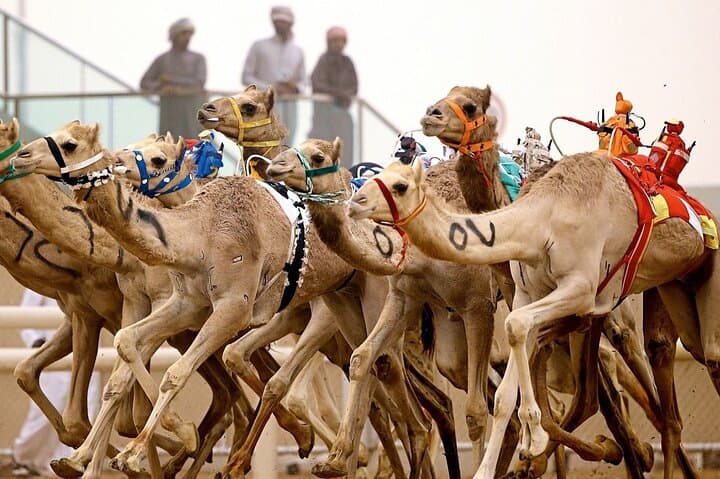 Private Tour Sheikh Faisal Museum and Camel Racing Track